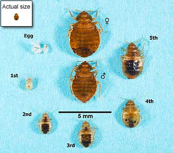 Bed Bug Lifecycle