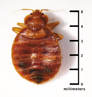 Bed Bug size