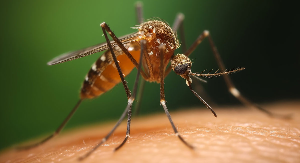 Mosquito on skin