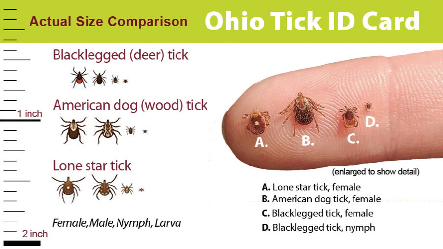 Ohio Tick ID Card showing size comparison of four tick types on a fingertip: Lone star, American dog, Blacklegged female, and Blacklegged nymph.