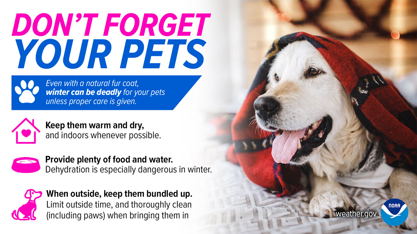 Golden retriever under a blanket with a tongue out, next to winter pet care tips: keep warm, provide food and water, and bundle up outside.