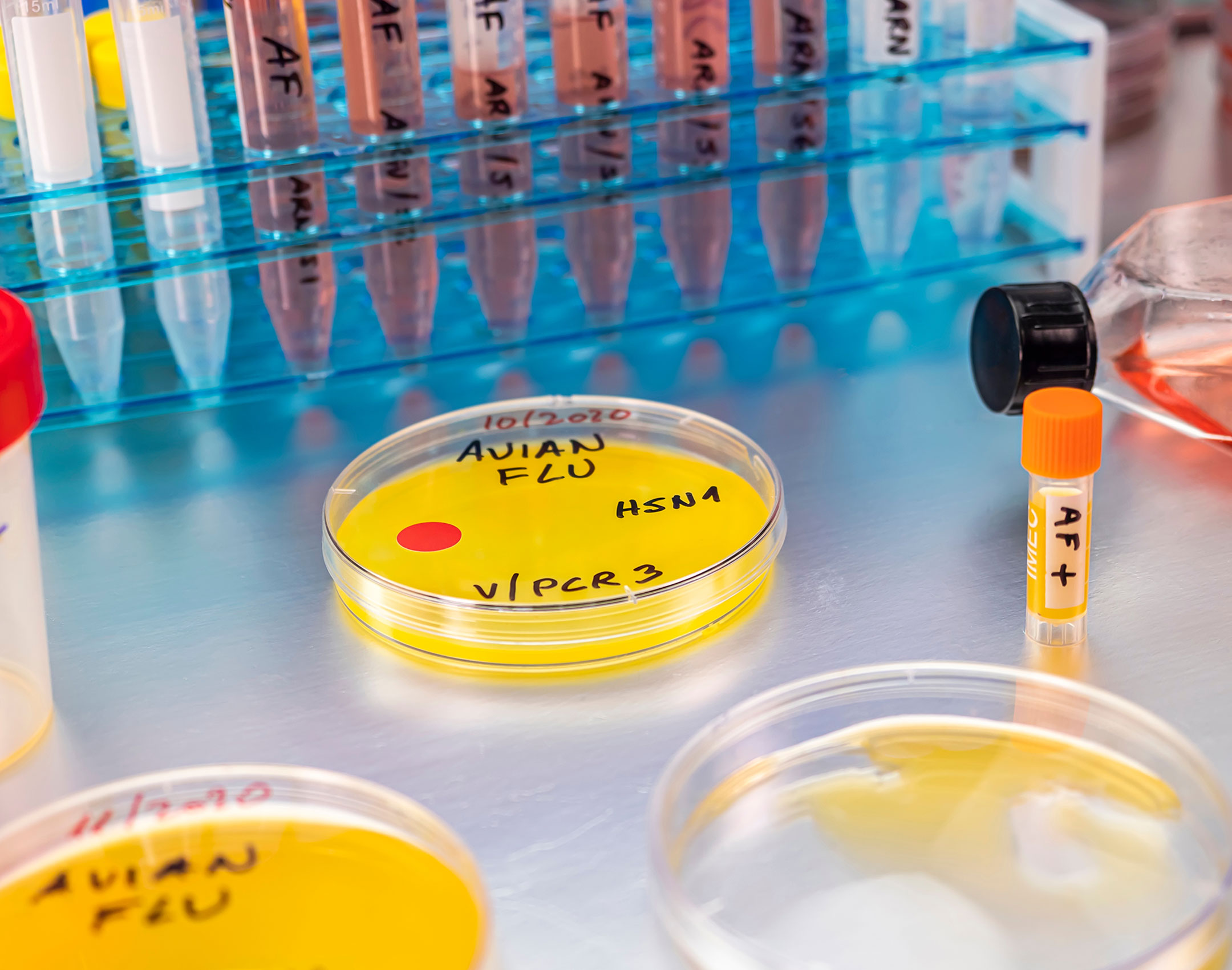 Avian Influenza in a lab