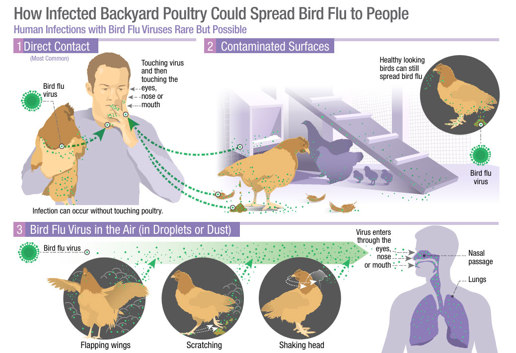 Infographic How infected backyard poultry could spread bird Flu to humans