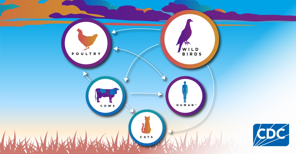 51N1 Bird Flu How is it Spreading infographic